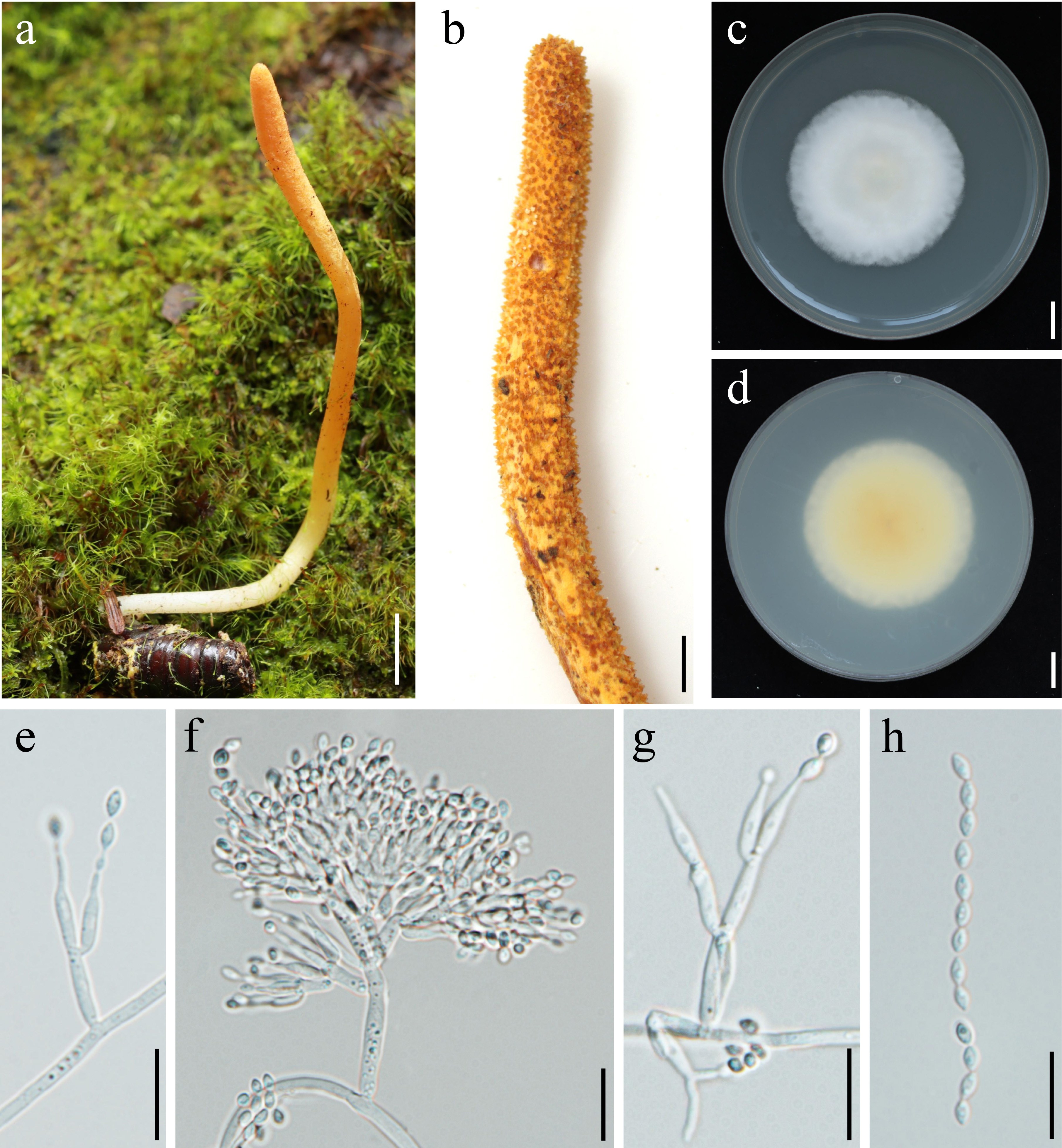 Figure 65